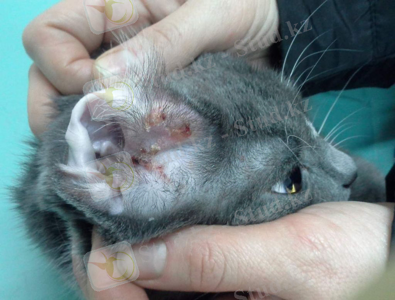 Құлақтың тырналуы бактериялық отит медиасын қоздырады