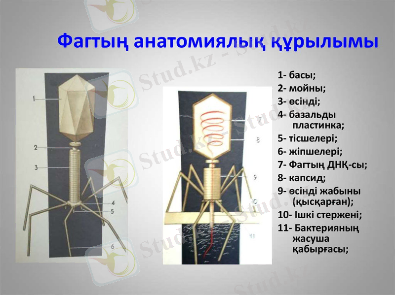 Фагтың анатомиялық құрылымы