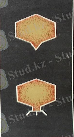 Картинки по запросу "жіпше тәрізді фагтар"