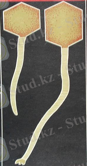 Картинки по запросу "жіпше тәрізді фагтар"