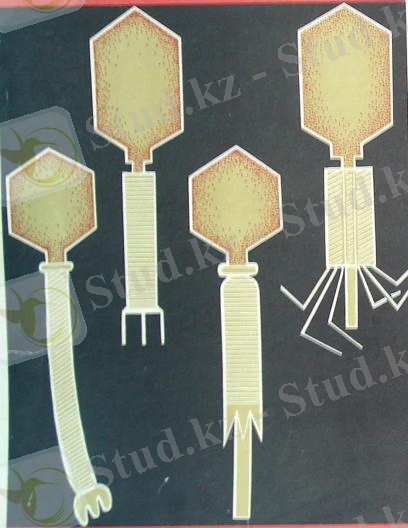 Картинки по запросу "жіпше тәрізді фагтар"