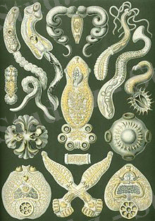 https://upload.wikimedia.org/wikipedia/commons/thumb/0/0c/Haeckel_Platodes.jpg/220px-Haeckel_Platodes.jpg
