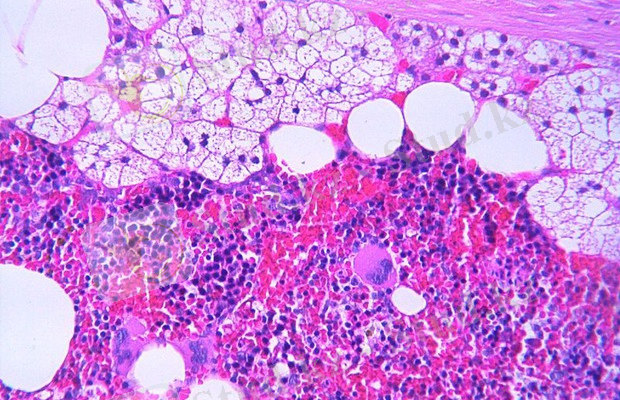 Гистология