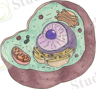 Цитология | «Биомолекула»