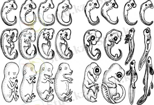 эмбриология мағынасы