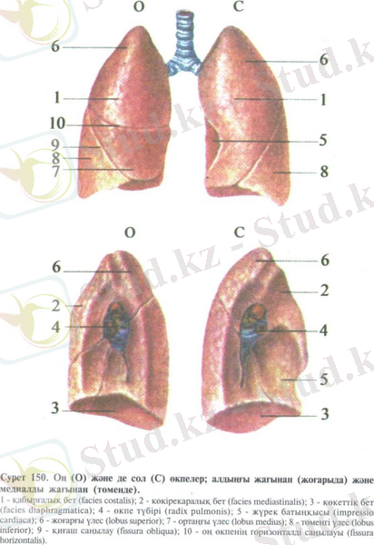 Оң және сол өкпелер