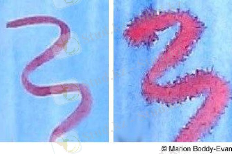 Акварель кескіндеме техникасы: құрғақ және ылғалды-дымқыл