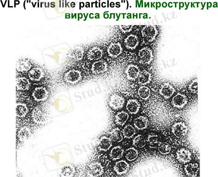 Блутанг (bluetongue). Катаральная лихорадка овец - презентация онлайн