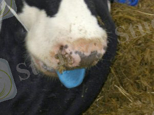 Блютанг (катаральная лихорадка) КРС - АгрономWiki