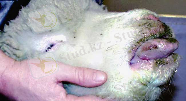 Блютанг (синий язык, катаральная лихорадка овец) - Распространенность. Экономический ущерб. Эпизоотологические данные. Патогенез. Клинические признаки. Патологоанатомические изменения. Диагностика. Иммунитет. Профилактика и меры борьбы. / OMEDVET