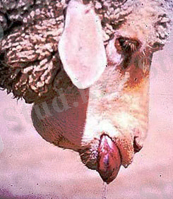 Блютанг (синий язык, катаральная лихорадка овец)