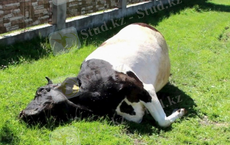 Блютанг (катаральная лихорадка) крупного рогатого скота: симптомы, правила профилактики и борьбы