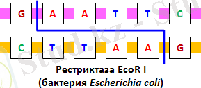 Recognition_Site_of_EcoR_I_Endonuclease.gif