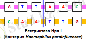 Recognition_Site_of_Hpa_I_Endonuclease.gif