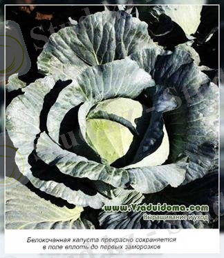 қырыққабат конвейері