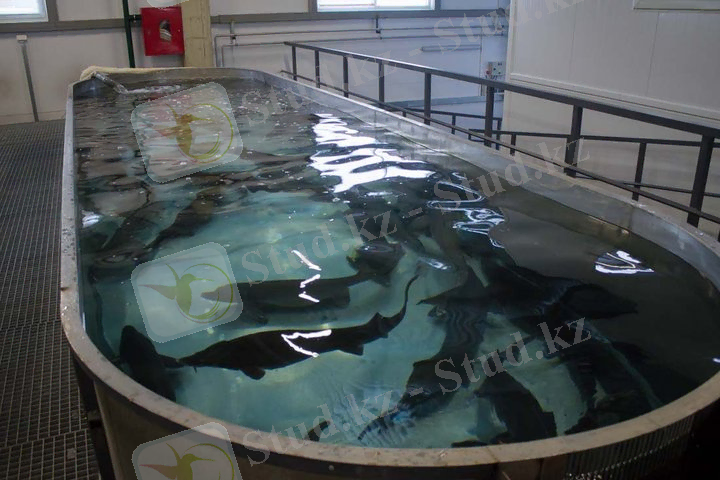 img_2887_belorusskaya_forel