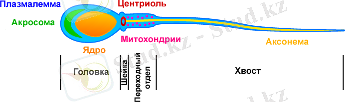 Sperm-organelles-illustration_ru.png