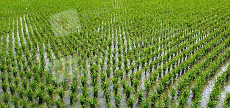 Күріш өсірушілердің көкжиегі кеңейді | «Атамекен» ҚР Ұлттық кәсіпкерлер палатасы