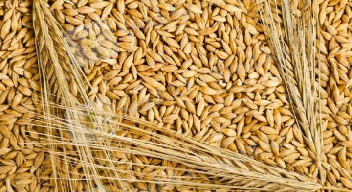 Продам арпа ячмень оптом и в розницу: 70 тг. - Зоотовары Нур-Султан (Астана) на Olx