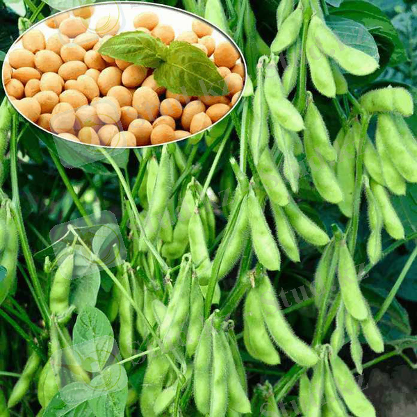 Соя: применение, особенности, сорта, значение - Агро Журнал