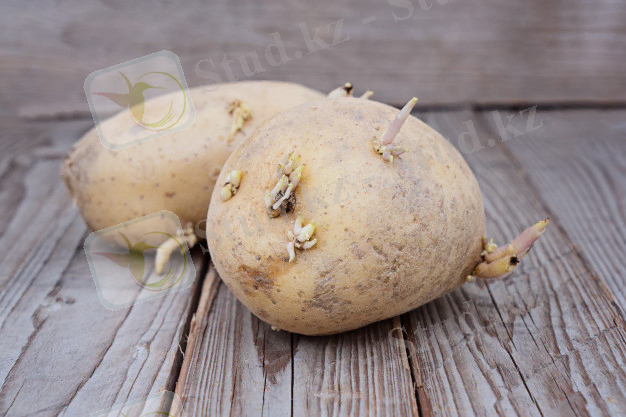 Bouchent La Vue De Pommes De Terre Germées Sur Fond En Bois ... 