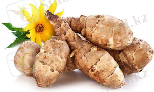 Земляная груша или топинамбур: полезные свойства и противопоказания