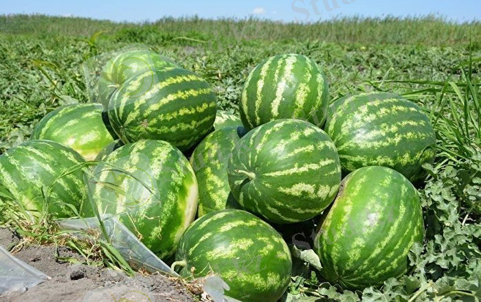 Алғашқы қазақстандық қарбыз Ресейге жөнелтілді