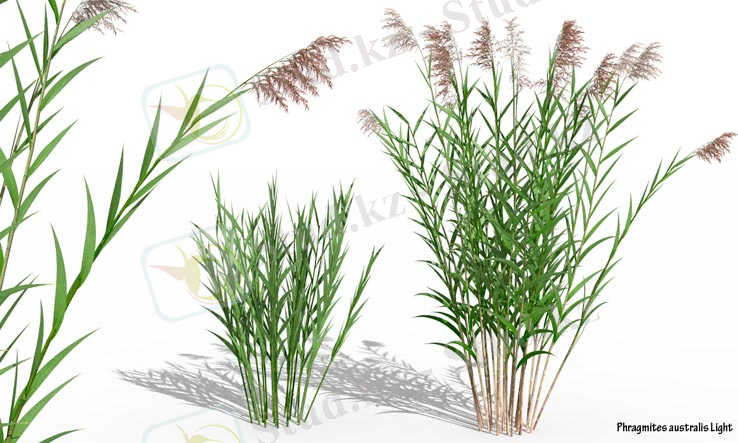 Картинки по запросу "Pyragmites australis с рисом"