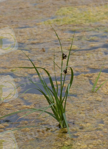 Картинки по запросу "Bolboshoenus compactus"