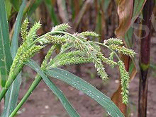 Картинки по запросу "Echinochloa crus galli)."