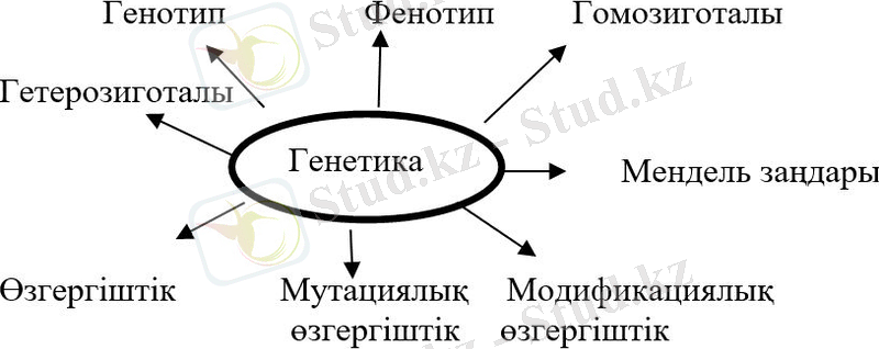 Адам генетикасы. Адам баласының генетика тұрғысынан алуан түрлілігі - Биология - Bilim - All