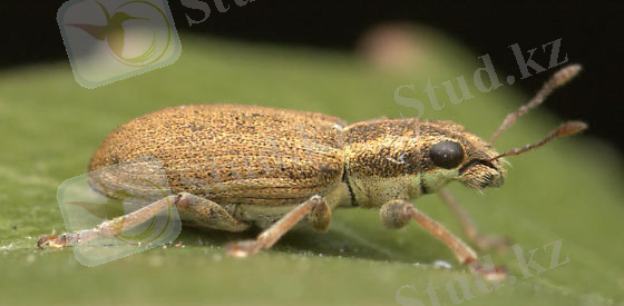 Картинки по запросу sitona lineatus