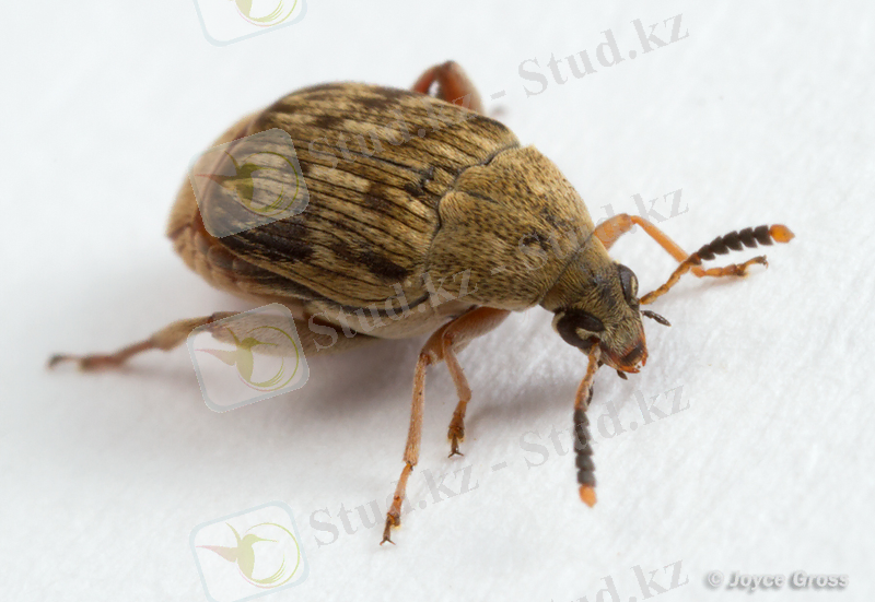 Картинки по запросу Acanthoscelides obtectus