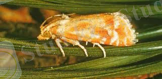 C:\Users\Kanzat\AppData\Local\Microsoft\Windows\Temporary Internet Files\Content.Word\Без названия (2).jpg