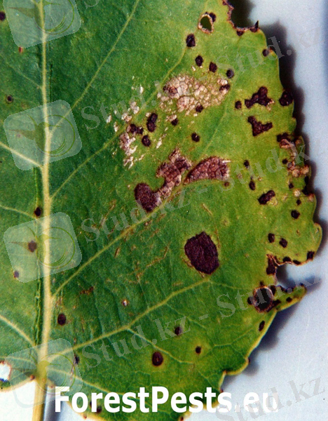 C:\Users\Kanzat\AppData\Local\Microsoft\Windows\Temporary Internet Files\Content.Word\3.jpg