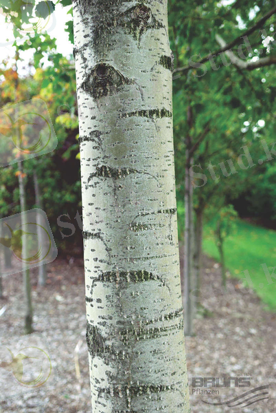 C:\Users\Kanzat\AppData\Local\Microsoft\Windows\Temporary Internet Files\Content.Word\Populus_balsamifera_HRM_0006.jpeg