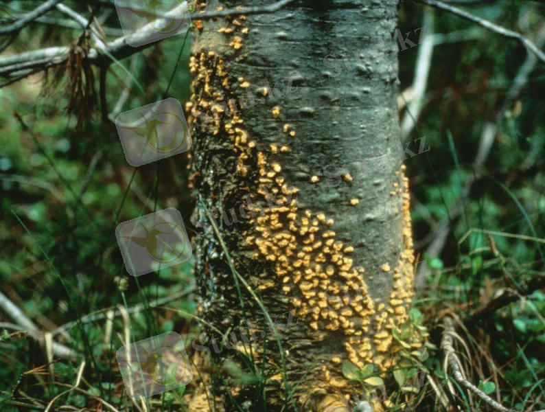 C:\Users\Kanzat\AppData\Local\Microsoft\Windows\Temporary Internet Files\Content.Word\Cronartium_ribicola0.jpg