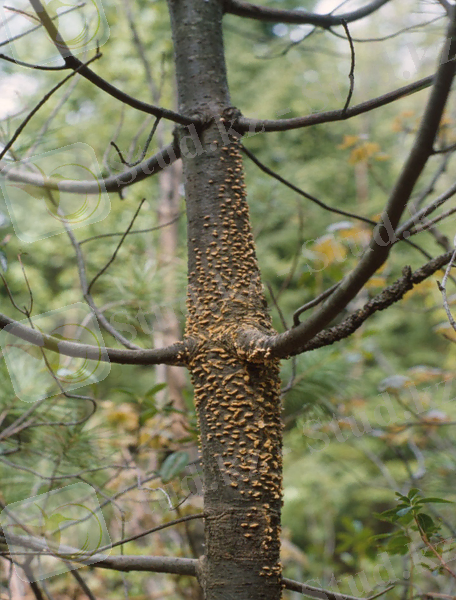 C:\Users\Kanzat\AppData\Local\Microsoft\Windows\Temporary Internet Files\Content.Word\001837.jpg