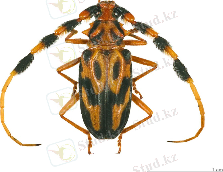 C:\Users\Kanzat\AppData\Local\Microsoft\Windows\Temporary Internet Files\Content.Word\1200px-Batus_barbicornis_MHNT_femelle.jpg