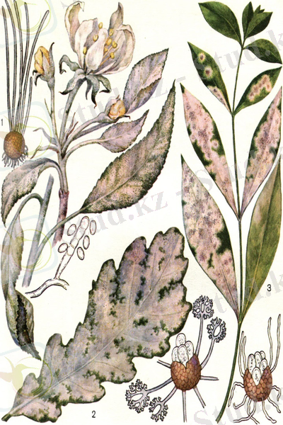 C:\Users\Kanzat\AppData\Local\Microsoft\Windows\Temporary Internet Files\Content.Word\000109.jpg