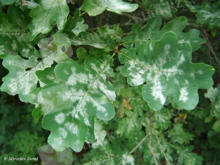 C:\Users\Kanzat\AppData\Local\Microsoft\Windows\Temporary Internet Files\Content.Word\8026.jpg