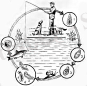 Описторхоз