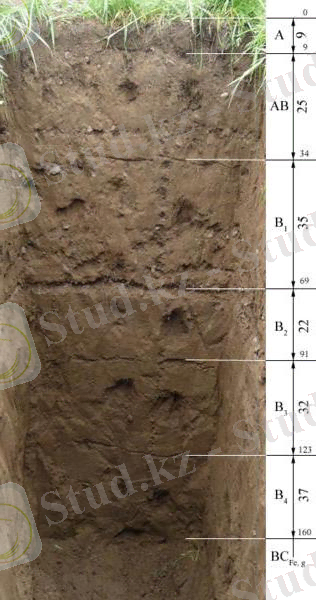 аңғарларында аллювиальных топырақ