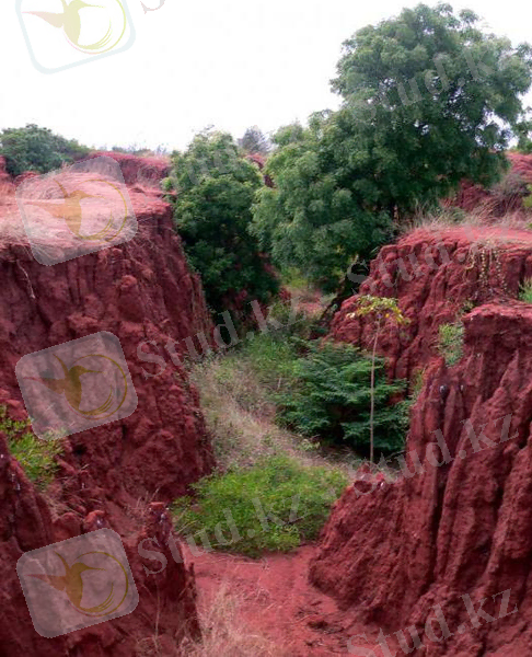 орналасқан аллювиальные топырақтың