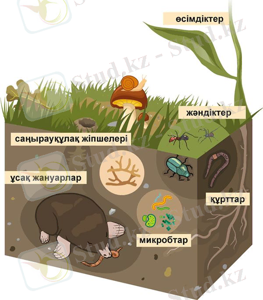 Топырақтың бірегейлігі неде? – Opiq