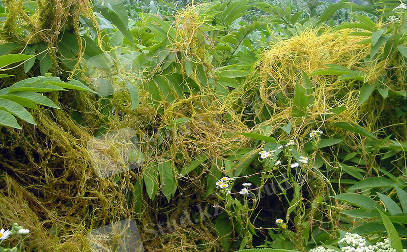 Арам шырмауық