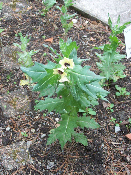 Hyoscyamus niger 001.jpg