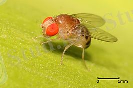 Drosophila.jpg
