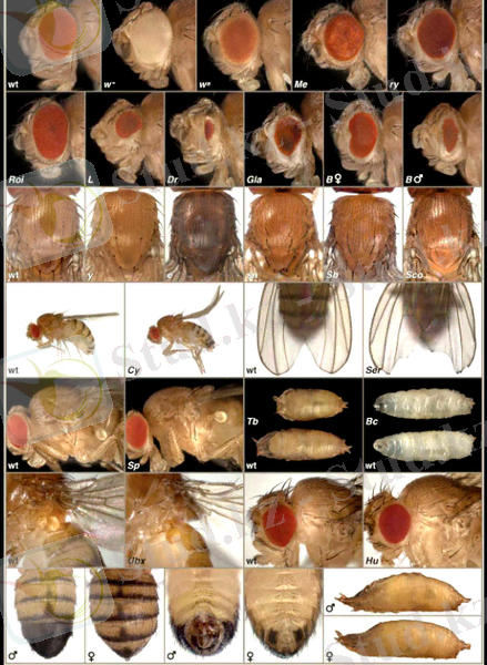 drosophila marker-mutations.jpg