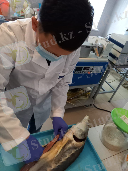 C:\Users\Темирбек\Downloads\WhatsApp Image 2021-06-01 at 15.22.15.jpeg